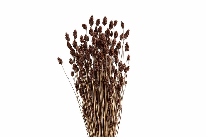 <h4>Dried Phalaris X5 Brown Bunch</h4>