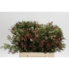 Chamelaucium uncinatum 'My Sweet 16'