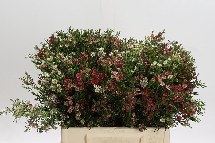 <h4>Chamelaucium uncinatum 'My Sweet 16'</h4>