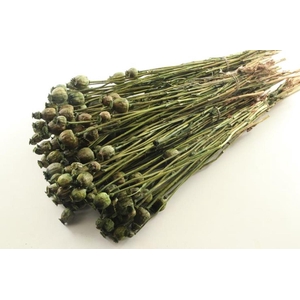 Papaver Giant Natural