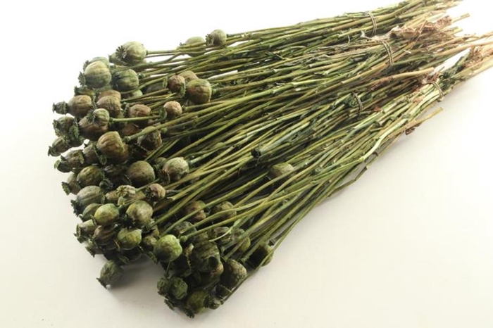 <h4>Papaver Giant Natural</h4>