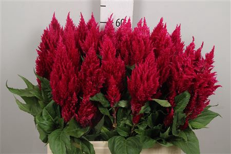 <h4>Cel P Cent Purp Rose</h4>