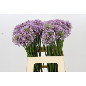 Allium Senescens