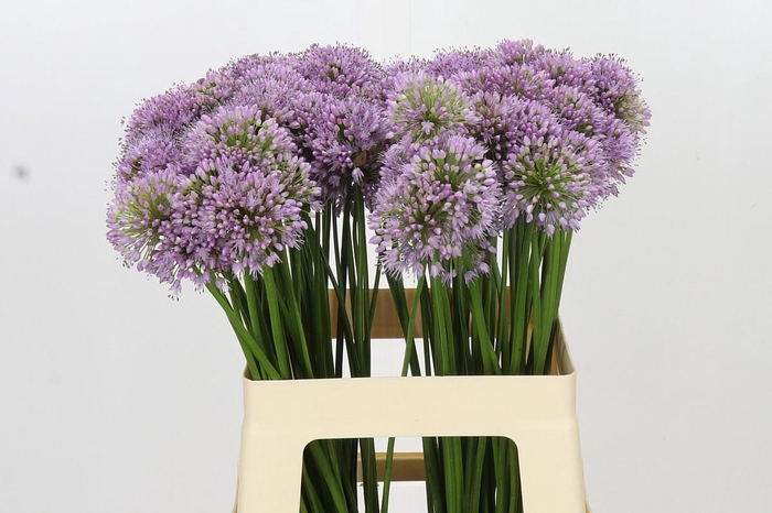 <h4>Allium Senescens</h4>