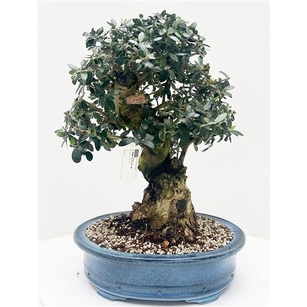 <h4>Olea europaea, pot 38cm. Height 60cm. (single item)</h4>