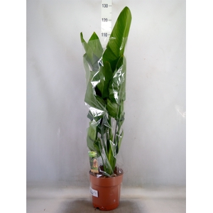 Strelitzia nicolai