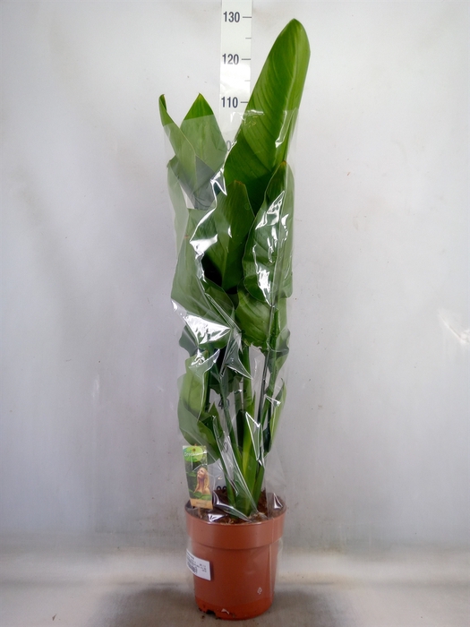 <h4>Strelitzia nicolai</h4>