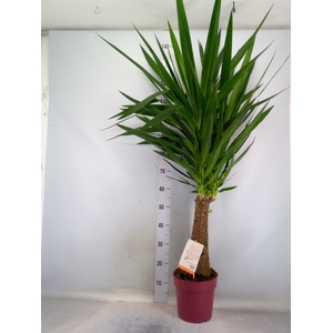 Yucca elephantipes   ...