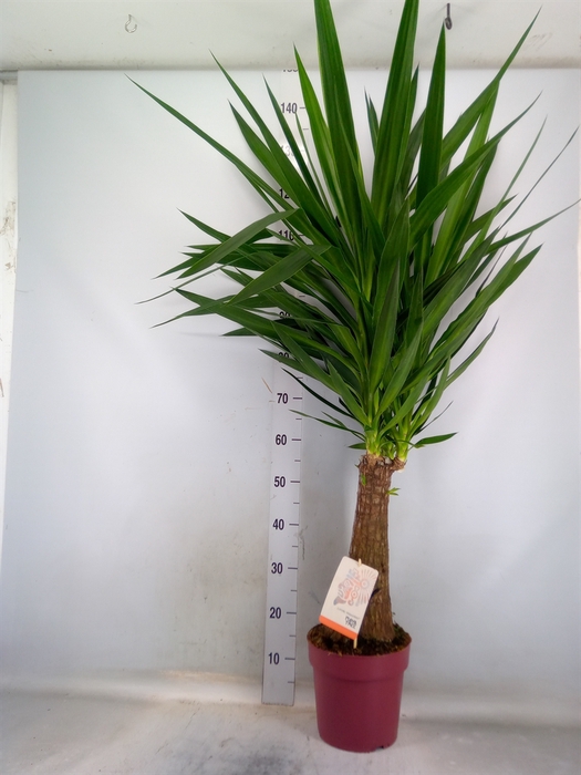 <h4>Yucca elephantipes   ...</h4>