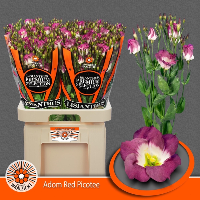 <h4>EUS E ADOM RED PICO</h4>