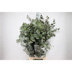 Euca Cinerea Lang Super 400 Gram 100 Cm