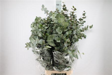 <h4>Euca Cinerea Lang Super 400 Gram 100 Cm</h4>