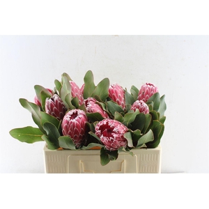 Protea Empress