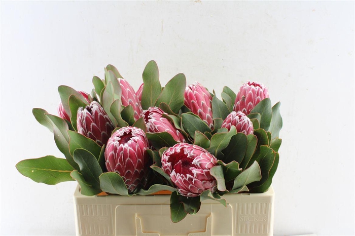 <h4>Protea Empress</h4>