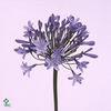 Agapanthus Dr Brouwer
