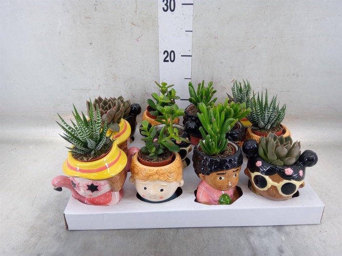 <h4>Succulents   ...</h4>