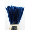 DF Pampas Silvy D.Blue