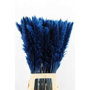 DF Pampas Silvy D.Blue