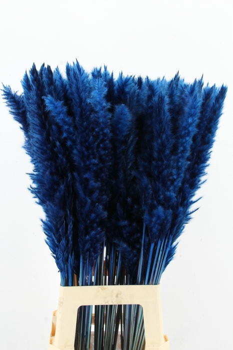 DF Pampas Silvy D.Blue