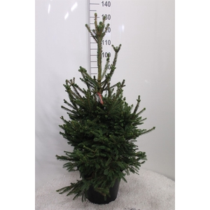 Picea abies 'Will's Zwerg'