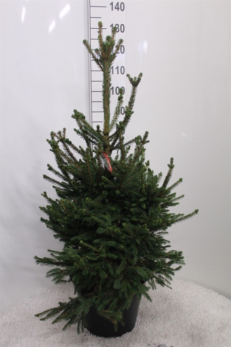 <h4>Picea abies 'Will's Zwerg'</h4>