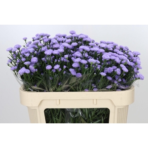 Aster Baby Blue
