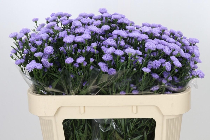 Aster Baby Blue