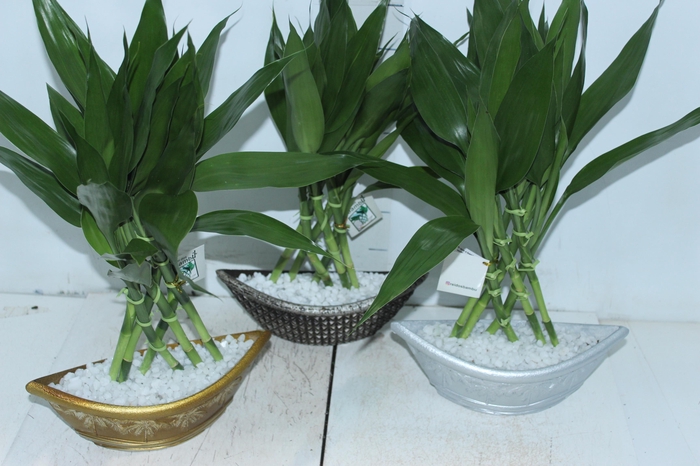 <h4>BAMBU BARCA P</h4>