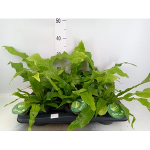 Microsorum musifolium 'Crocodyllus'