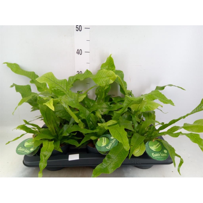 <h4>Microsorum musifolium 'Crocodyllus'</h4>
