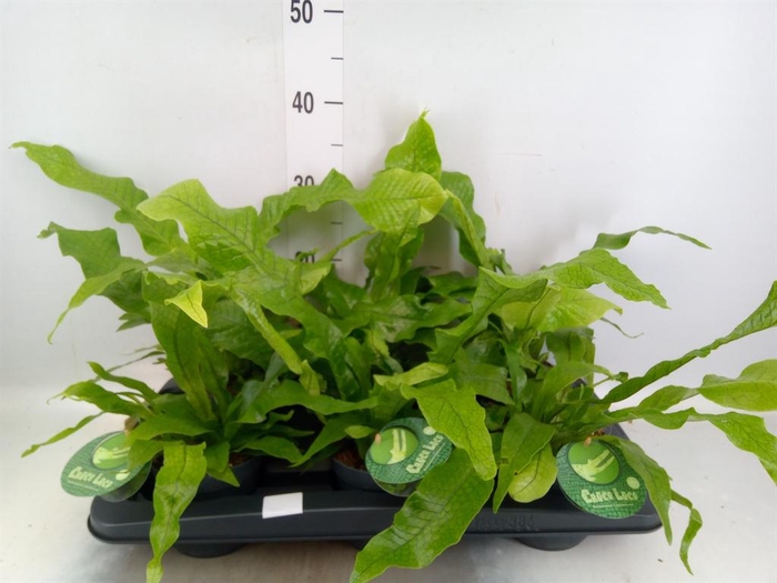 Microsorum musifolium 'Crocodyllus'