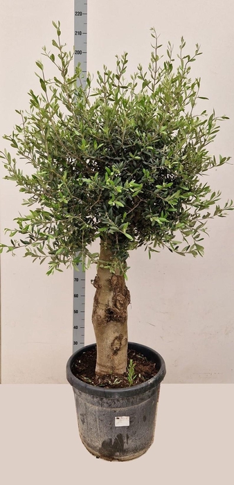 <h4>OLEA EUROPAEA</h4>