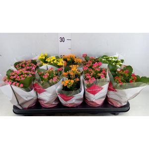Kalanchoe blos.   ..mix 6