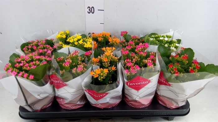<h4>Kalanchoe blos.   ..mix 6</h4>