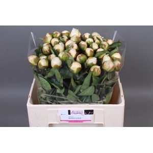 Paeonia Honey Gold | Heavy Quality