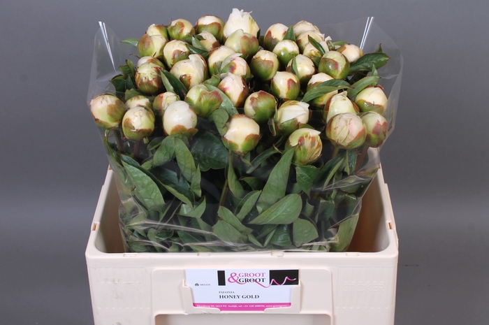 <h4>Paeonia Honey Gold | Heavy Quality</h4>