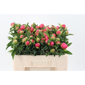 Paeo Hh Pink Hawai C