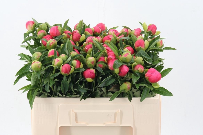 <h4>Paeo Hh Pink Hawai C</h4>