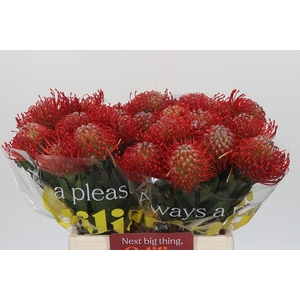 Nutans Ayoba Red