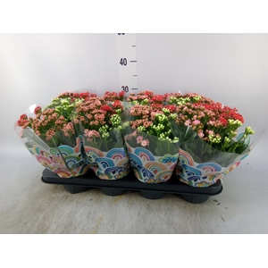 Kalanchoe blos.   ..rosebud mix/pot