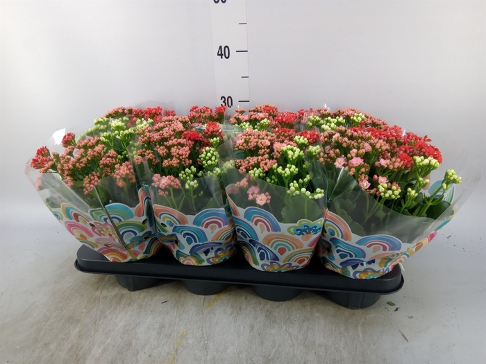 <h4>Kalanchoe blos.   ..rosebud mix/pot</h4>
