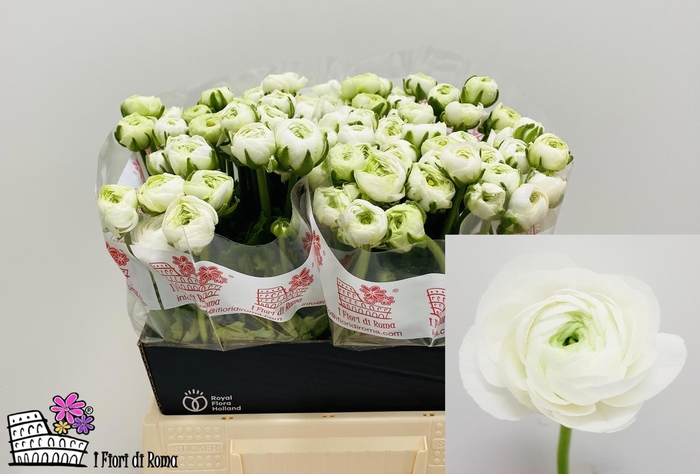 <h4>RAN EL WHITE</h4>