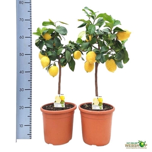 CITR LIMON