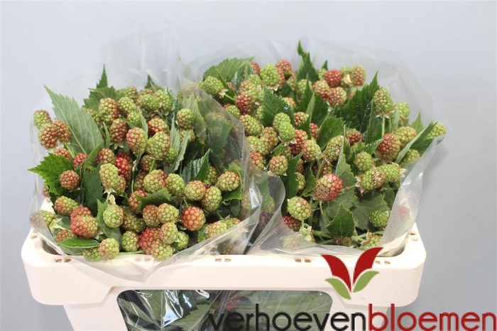 <h4>Rubus Fr Chester</h4>