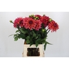 Dahlia American Dawn