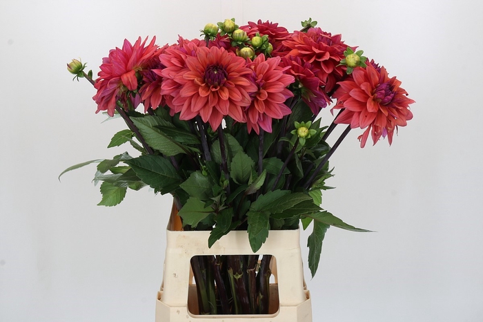 Dahlia American Dawn