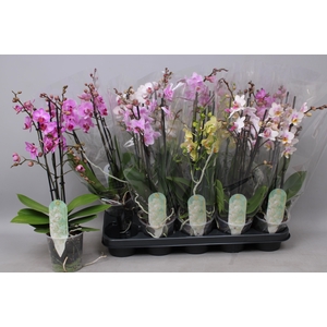 PHAL MF GEM 5 KL