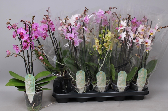 <h4>PHAL MF GEM 5 KL</h4>