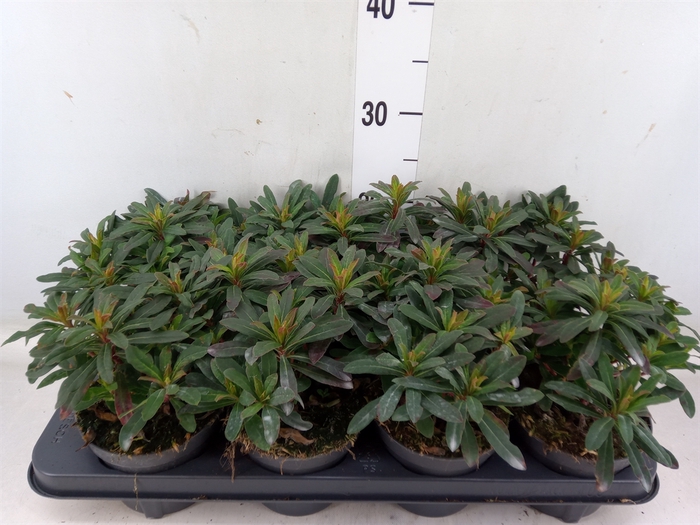 <h4>Euphorbia amygdaloides 'Purpurea'</h4>