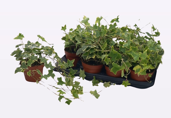 <h4>HED HE GOLDCHILD</h4>